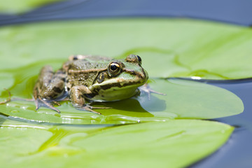 Frosch