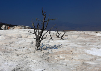 Upper Terraces, Mammoth Hot Springs, Yelowstone NP 