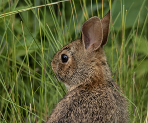 Young bunny