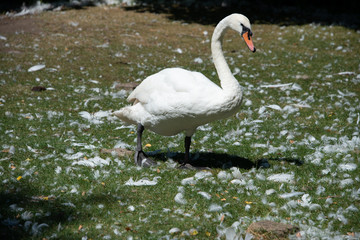 mute swan standing in the middle of pile of plucked feathers after some kind of fight