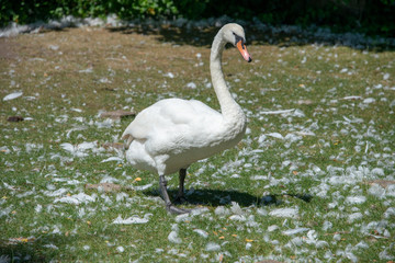 mute swan standing in the middle of pile of plucked feathers after some kind of fight