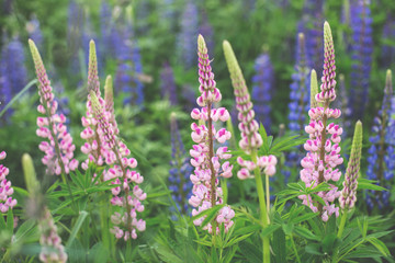 Pink Lupinus, commonly known as lupin or lupine is in the field. Floral background.
