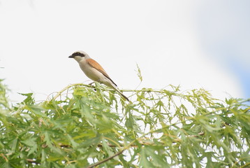a songbird on the green branches of a tree
