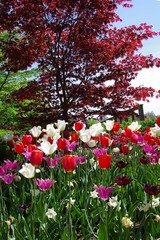 Tulip and Red Maple