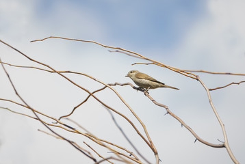 one bird on a branch against the sky