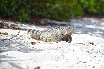 Wild iguana in Aruba