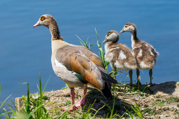 Adult Egyptian Goose and young ducklings looking towards a calm still lake on a summer's day