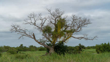 Afrikanischer Affenbrotbaum in einem Nationalpark in Südafrika