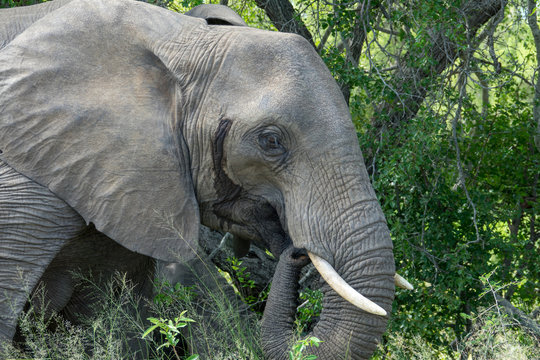 รูปภาพMusth เลือกดูภาพถ่ายสต็อก เวกเตอร์ และวิดีโอ909 Adobe Stock