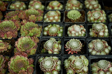 Lots of succulents for sale. in small pots