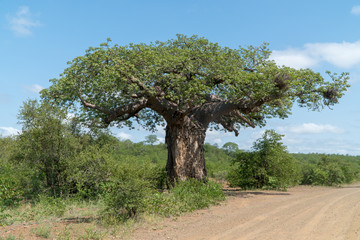 Afrikanischer Affenbrotbaum in einem Nationalpark in Südafrika