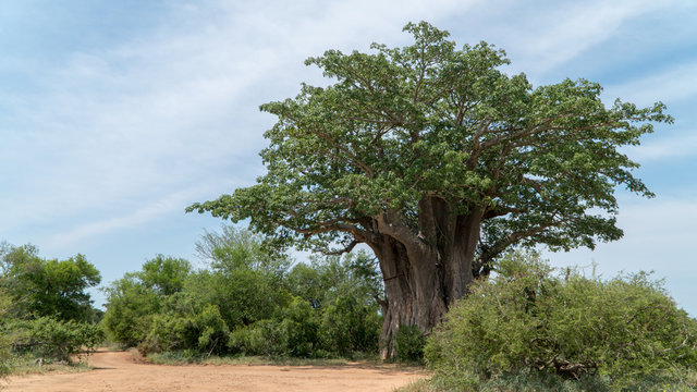 Afrikanischer Affenbrotbaum in einem Nationalpark in S&uuml;dafrika