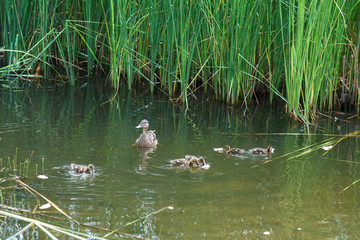 Duck and little ducklings swimming on the lake