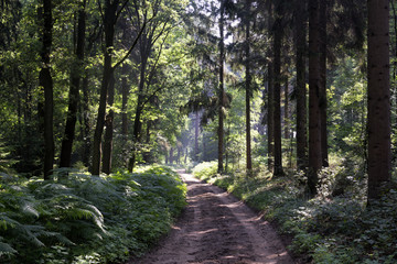 Fototapeta premium Forest lane in the Bergherbos