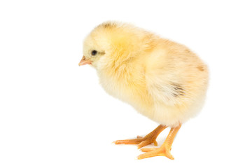 Chicken on white background