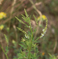 Melilotus albus, also known as honey clover, Bokhara clover (Australia), sweet clover, or white melilot, blooming in summer season