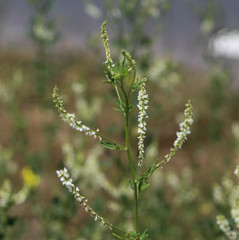 Melilotus albus, also known as honey clover, Bokhara clover (Australia), sweet clover, or white melilot, blooming in summer season
