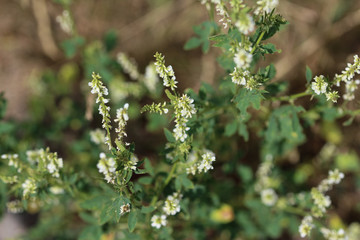 Melilotus albus, also known as honey clover, Bokhara clover (Australia), sweet clover, or white melilot, blooming in summer season