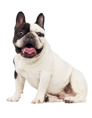 Fototapeta premium bulldog dog on white background