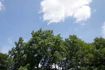 Obraz premium Trees and Sky