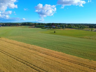 Fototapeta na wymiar Gold grain fields with truck tracks, green meadow, village buildings, blue sunny sky, aerial view from top