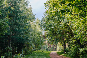 Road in a sunny summer forest