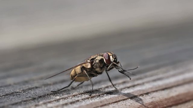 Wadenstecher als Makro Video in Zeitlupe, Stomoxys calcitrans