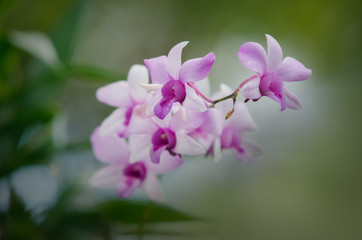 Fototapeta na wymiar Cattleya orchid flower