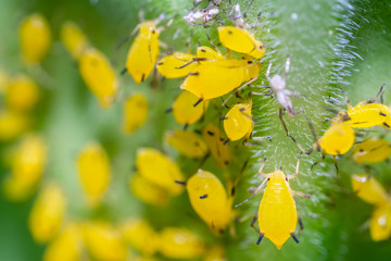 Yellow aphids is eating plant