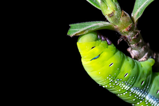 Green worm, Caterpillar is eating leaf tree isolated on black background