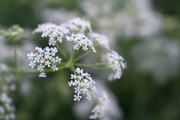 White cow parsley anthriscus sylvestris flowers on a green background