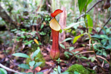 Pitcher Plant, scientific name Nepenthes reinwardtiana in Maliau basin conservation Area Sabah Borneo, Malaysia