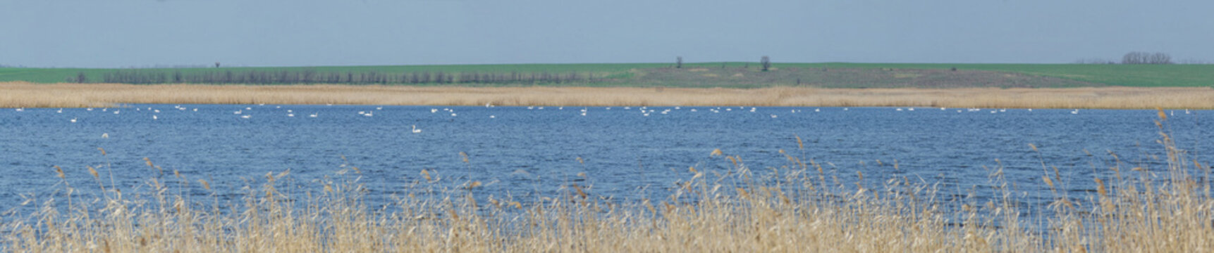 Panorama of the swan lake