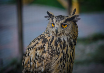 Owl