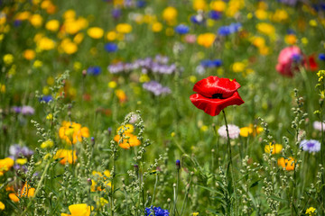 Red poppy among meadow flowers