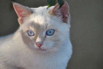 Chat blanc