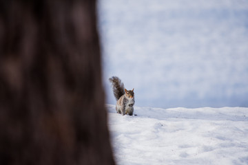 A squirrel sitting in the snow in winter © Lucy Rock