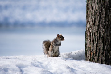 A squirrel sitting in the snow in winter