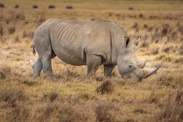 African Rhinoceros. Rhinoceros in the African savannah. Old Rhin