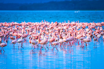 Panele Szklane  Flaming. Stado flamingów. Afryka. Kenia. Flamingi afrykańskie. Jezioro Nakuru.