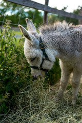 Obraz premium White baby donkey relaxing in the Sunset at 4H Görvelns slott Järfälla Stockholm Sweden