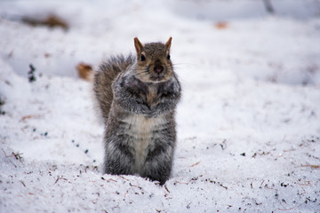 A squirrel sitting in the snow in winter