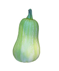Young Butternut Squash