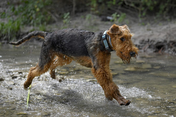 Airedale Terrier dog - puppy 6 month old.