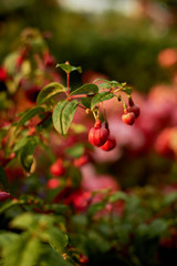 Decorative red berries or buds. Garden design