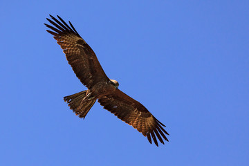 Black kite in the sky