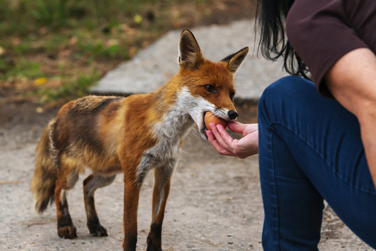 Ein zutraulicher Fuchs nimmt ein Ei aus der Hand 