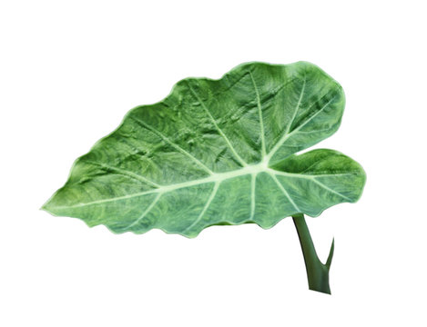 Colocasia Gigantea Leaf