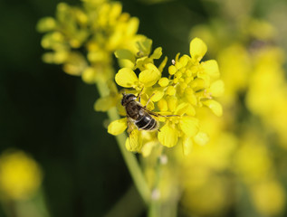 Eristalis abusiva, a European species of hoverfly, sitting on flowers collecting nectar