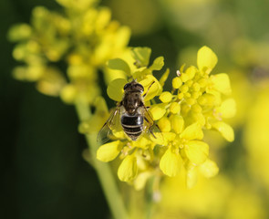 Eristalis abusiva, a European species of hoverfly, sitting on flowers collecting nectar